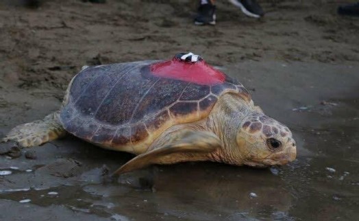 Caretta caretta 'Tuba', iki ayda 7 bin 500 kilometre katetti