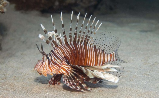 E.Ü.'den istilacı türlere karşı yapay zeka destekli uluslararası bilimsel iş birliği