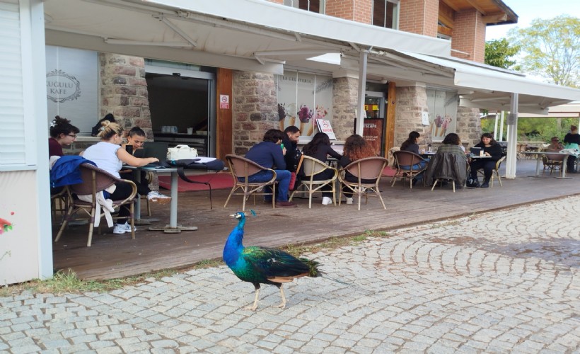 İzmir Doğal Yaşam Parkı’nda Davranış Zenginleştirme Atölyesi