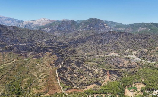 Köyceğiz'deki yanan 2 bin 403 hektar alanda ağaçlandırma için hazırlıklar sürüyor
