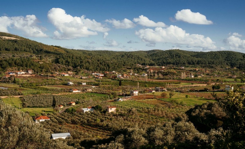 Seferihisar'da 'Orhanlı Köyü 2'nci Zeytin Hasadı Festivali' düzenlenecek