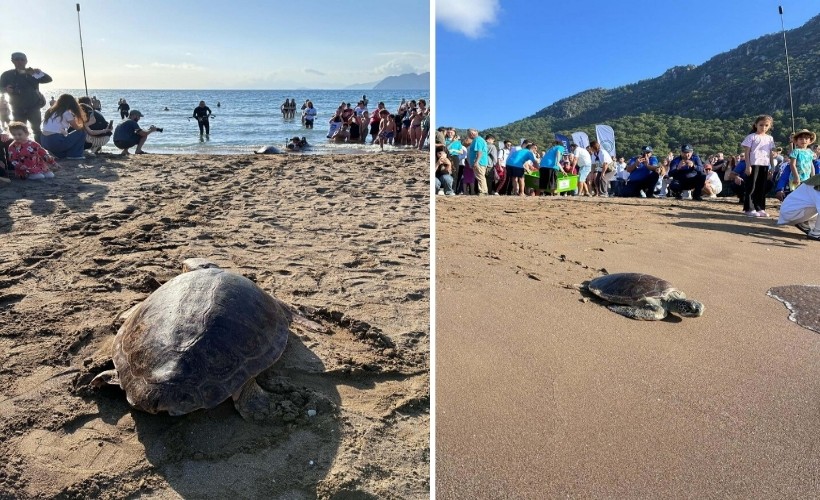 Tedavisi tamamlanan deniz kaplumbağaları denizle buluşturuldu