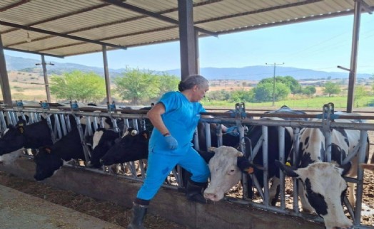 Yenipazar'da 9 mahallede ‘şap' karantinası