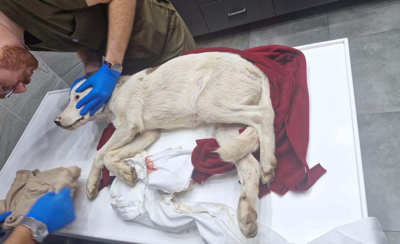 85 yaşında yavru köpek öldürmekten tutuklandı