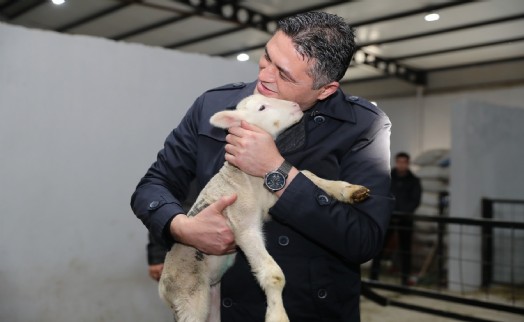 Aliağa'da üreticiye destek sürüyor: Hibeli koyun ve koçlar üreticilere teslim edildi