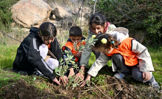 Bornova'da 200 zeytin fidanı toprakla buluştu