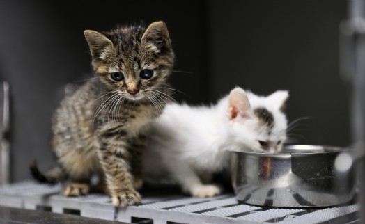 Buca'da 3 bin 54 sokak kedisi kısırlaştırıldı!