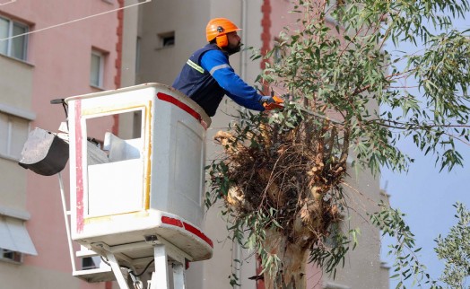Buca'da budama seferberliği
