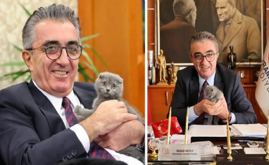 Bayrampaşa Belediyesi'nde dikkat çeken iddia: Başkanın kedisini binadan uzaklaştırmak istediler