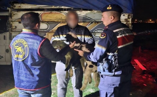 Çalınan kuzuları jandarma buldu