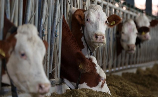 Deli dana hastalığı Türkiye'de yayılıyor mu?