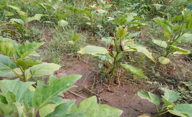 Efes'in tohumları Anadolu'nun dört bir yanında filizleniyor