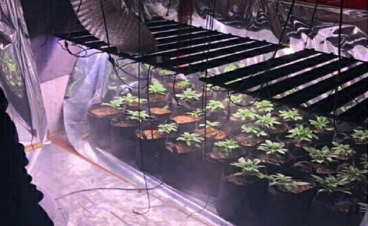 Evine sera kurup, Hint keneviri yetiştirmiş