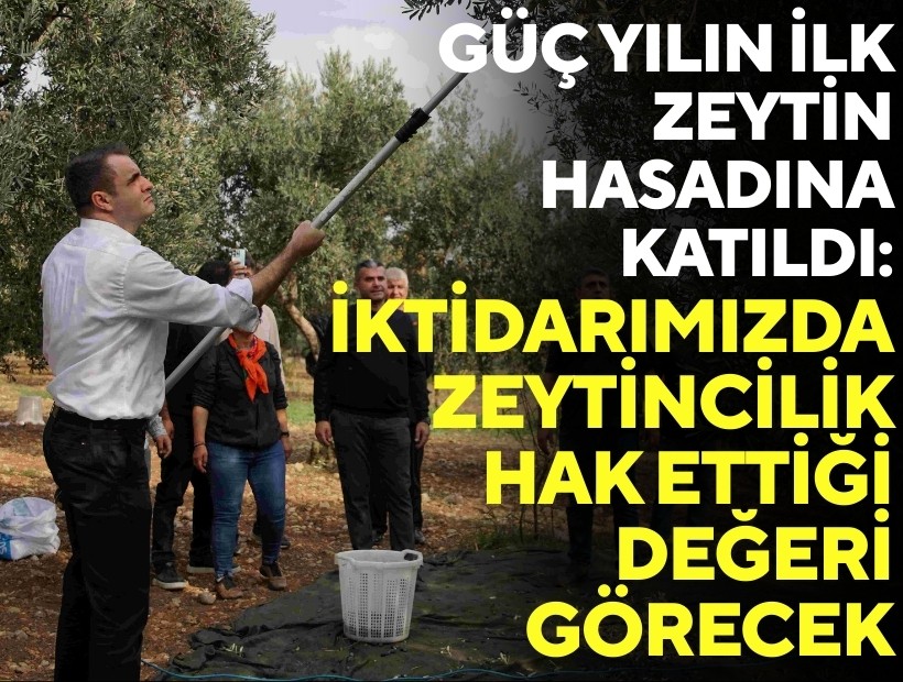 Güç yılın ilk zeytin hasadına katıldı: İktidarımızda zeytincilik hak ettiği değeri görecek!