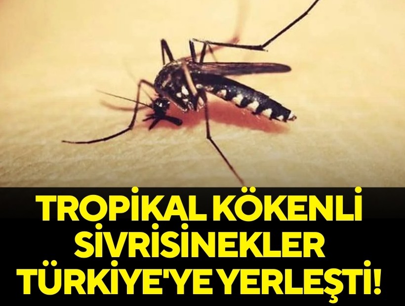 İklim değişikliği nedeniyle tropikal kökenli sivrisinekler Türkiye'ye taşındı