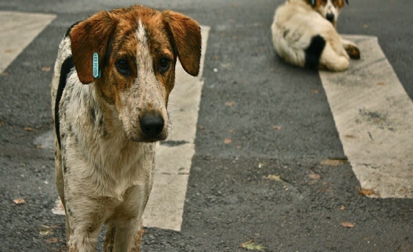 İstanbul Valiliği sokak köpeklerini beslemeye yasak getirdi!