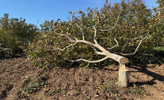 İzmirli çiftçinin 30 ağacını birden kestiler!