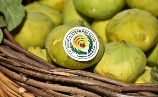 Kuru üzüm, incir ve kayısı üretiminde tablo karanlık!