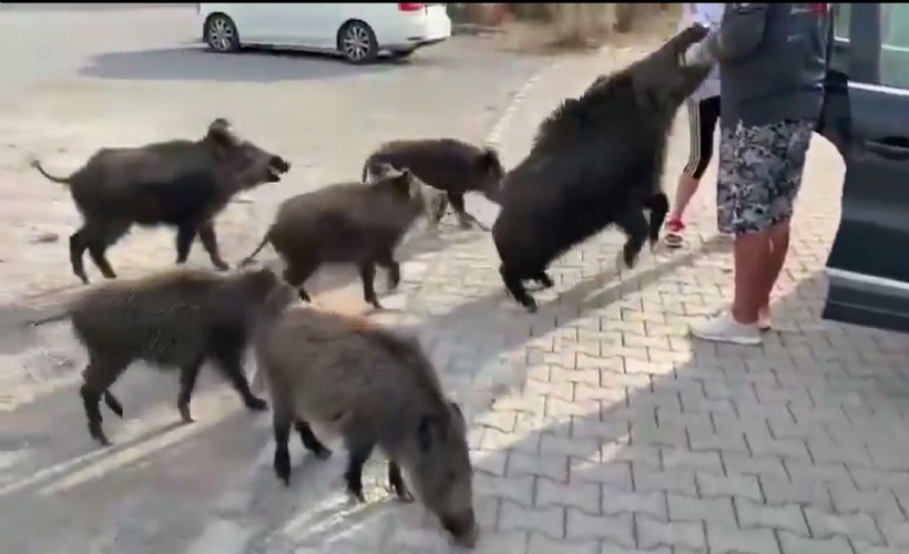 Yaban domuzu elindeki elmayı kaparken kolunu ısırdı!