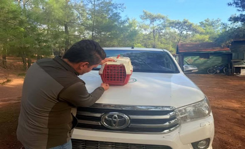 Yasa dışı keklik satışına 28 bin lira ceza!