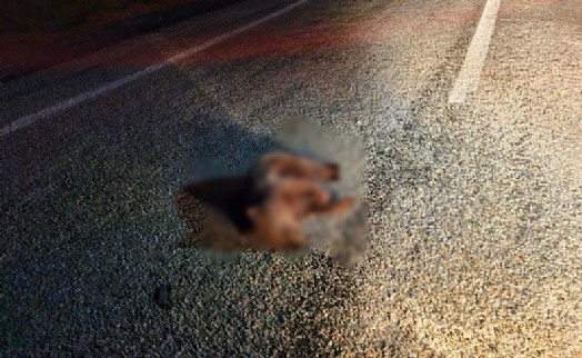 Yolda ölü yavru ayı bulundu