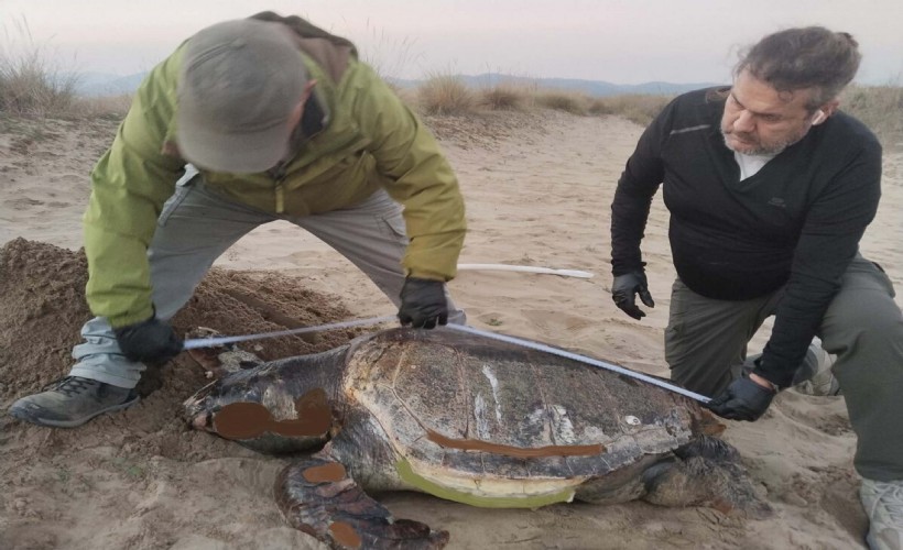 1 haftada 3 kaplumbağa öldü: Büyük ağlarda boğuluyorlar!