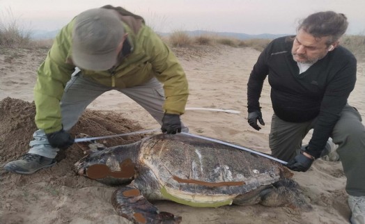1 haftada 3 kaplumbağa öldü: Büyük ağlarda boğuluyorlar!