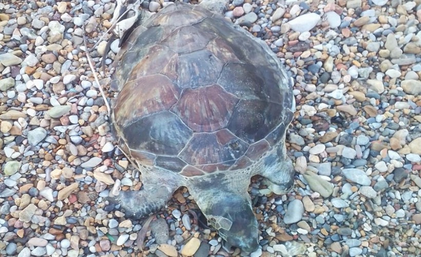 Bodrum'da kıyıya ölü caretta caretta vurdu