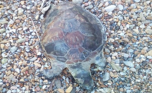 Bodrum'da kıyıya ölü caretta caretta vurdu