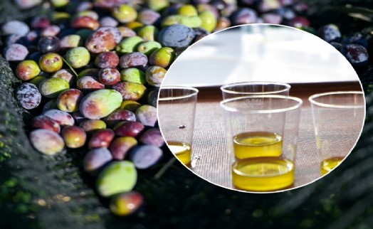 Bornova'da 1500 zeytin ağacında hasada başlandı