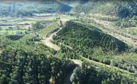 Dalaman'da yanan alanlar tekrar yeşerdi