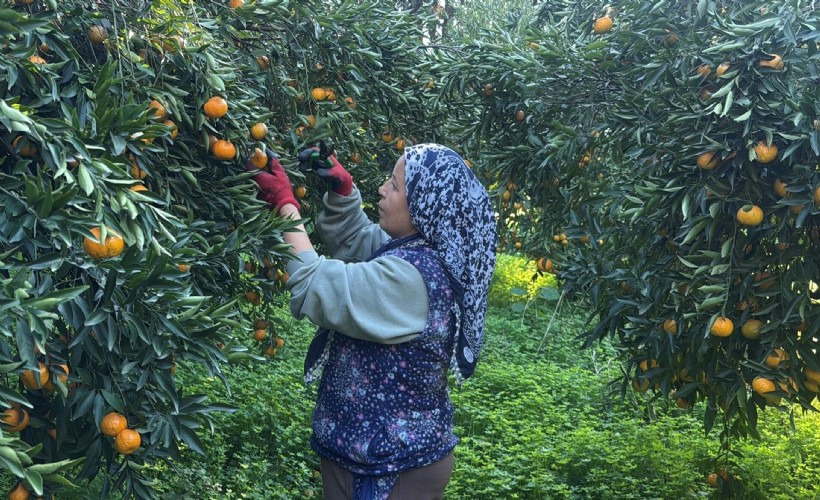 Dalında 15, tezgahta 100 lira: Bodrum mandalinasında fiyat makası