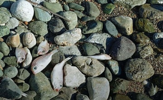 Datça'da sahile vuran ölü balıkların nedeni ortaya çıktı!