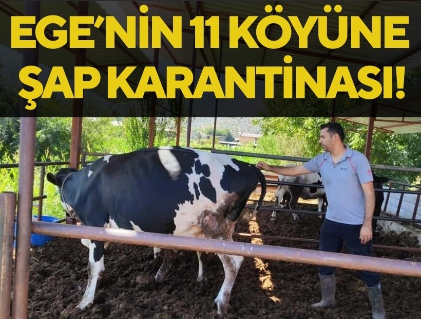 Ege'deki 11 köye şap karantinası!