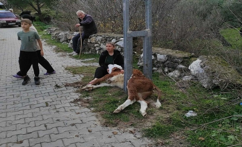 Elektrik direğinin ayakları arasına sıkışan buzağı kurtarıldı