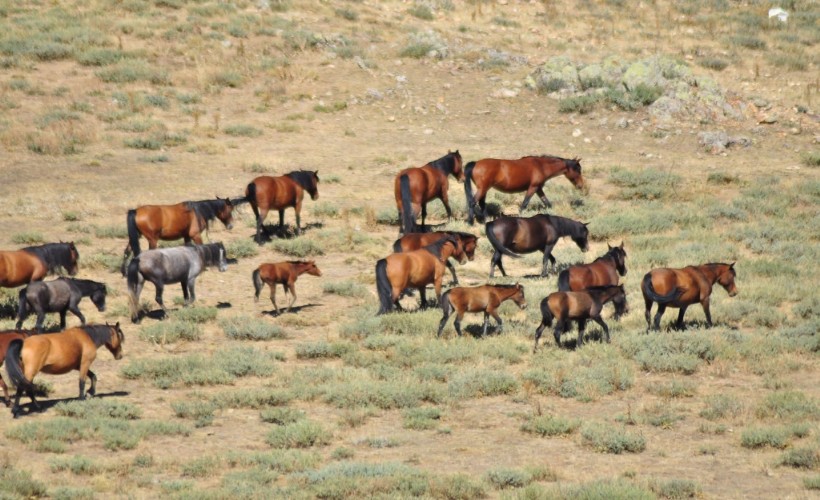 Emirdağları'nda yılkı atlarının sayısı arttı