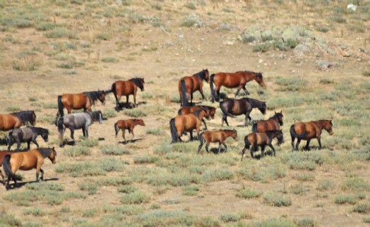 Emirdağları'nda yılkı atlarının sayısı arttı