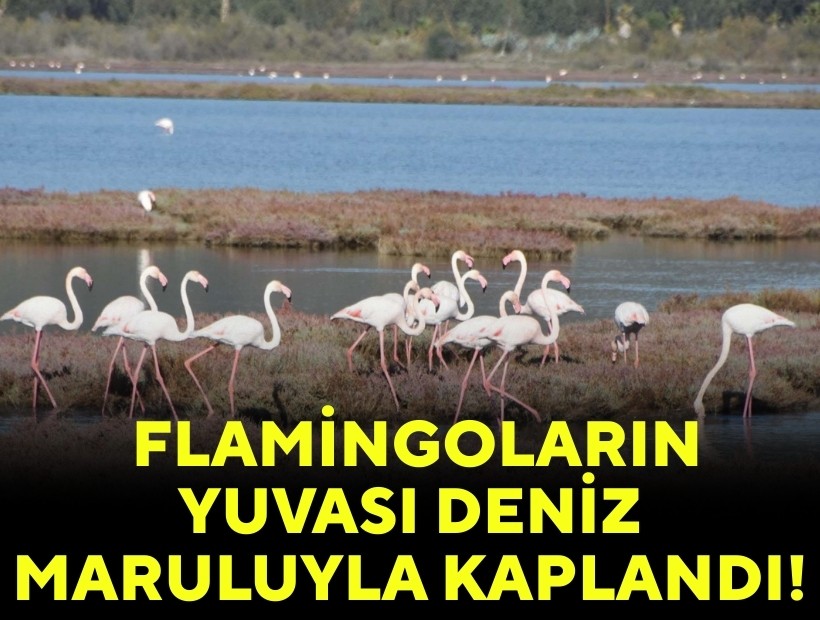 Flamingoların yuvası deniz maruluyla kaplandı!