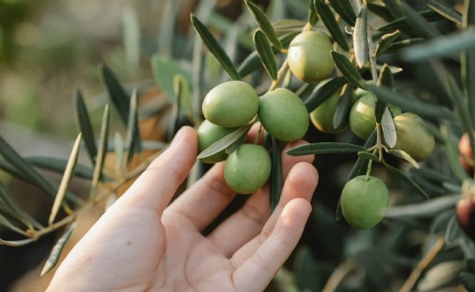 İzmir Kooperatifçilik Buluşmaları 19 Aralık'ta