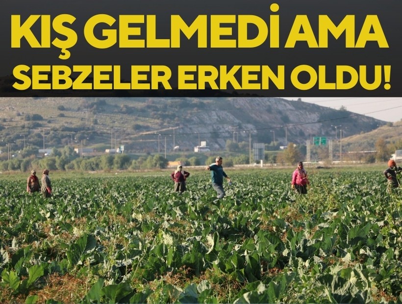 Kış gelmeyen İzmir'de sebzeler erken oldu!
