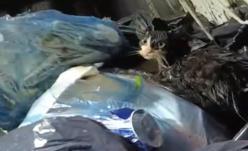 Konteyneri boşaltırken gördükleri ağzı bağlanmış poşetteki kediyi kurtardılar