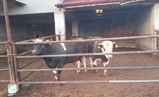 Kütahya'da şap karantinası