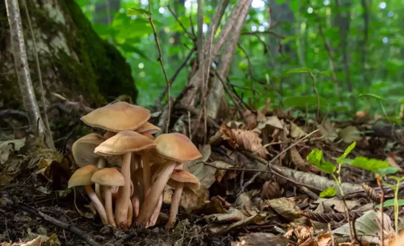 Mantar toplarken kayboldu: Drone ile aranıyor