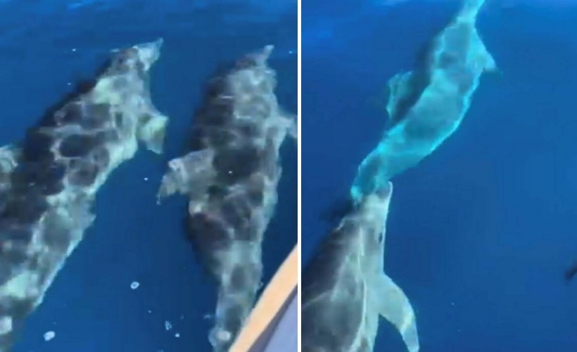 Muğla'da teknenin yanında yüzen yunus sürüsü kamerada