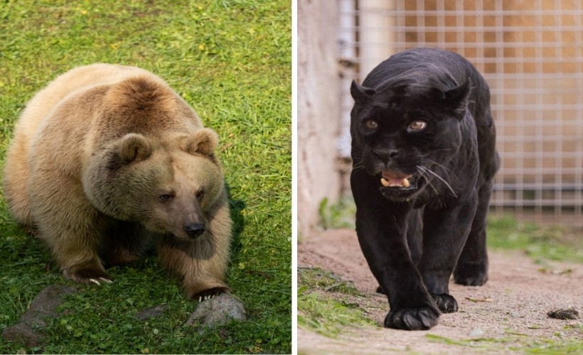 İzmir Doğal Yaşam Parkı’na siyah jaguar ve boz ayı geldi