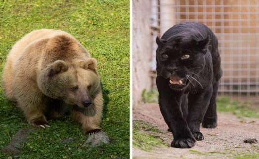 İzmir Doğal Yaşam Parkı'na siyah jaguar ve boz ayı geldi
