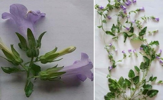 Aydın'da yeni bir bitki türü keşfedildi; 'Kuşadası Çanı' adı verildi