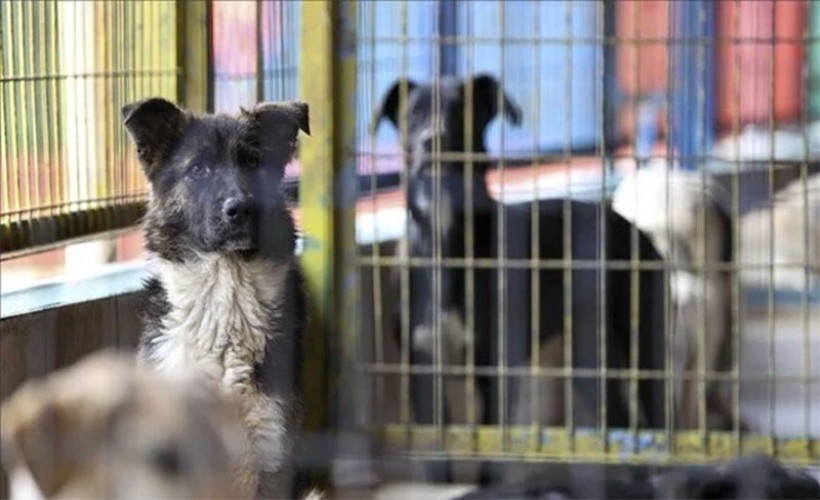 Bakanlık'tan valiliklere yazılı talimat: Belediyelere sahipsiz köpek başına 70 bin 965 TL ceza!