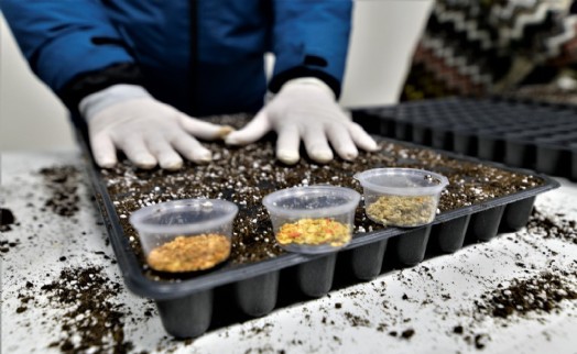 Bornova'da tohumdan sofraya doğal üretim başladı