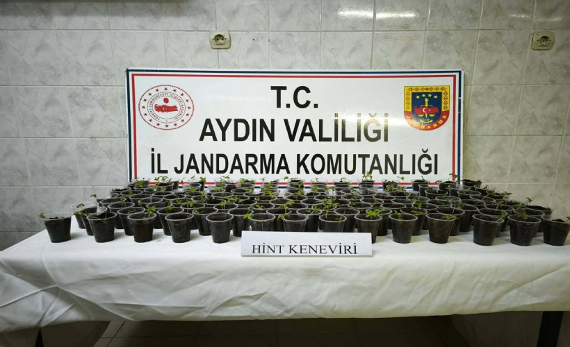 Evinde Hint keneviri yetiştiren şüpheli tutuklandı